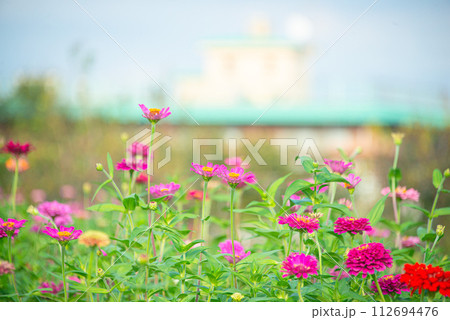 東京都三鷹市花と緑の広場のコスモス畑 112694476
