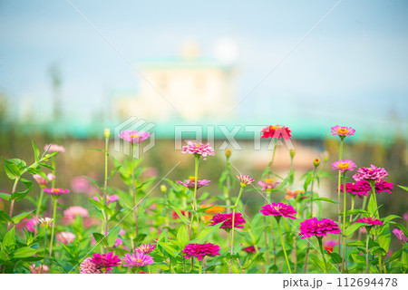 東京都三鷹市花と緑の広場のコスモス畑 東京都三鷹市花と緑の広場のコスモス畑 112694478