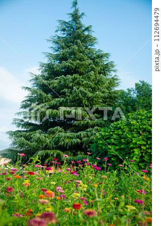東京都三鷹市花と緑の広場のコスモス畑 112694479