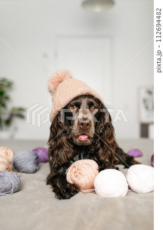 Charming Russian Spaniel Dog in Knitted Hat Entertained by Woolen Balls on Bed Charming Russian Spaniel Dog in Knitted Hat Entertained by Woolen Balls on Bed 112694482