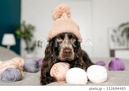 Brown Russian Spaniel Canine in Knitted Hat Having Fun with Woolen Balls on Bed Brown Russian Spaniel Canine in Knitted Hat Having Fun with Woolen Balls on Bed 112694483