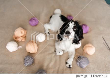 Playful Spaniel Puppy Engages with Colorful Woolen Balls on Bed Playful Spaniel Puppy Engages with Colorful Woolen Balls on Bed 112694485