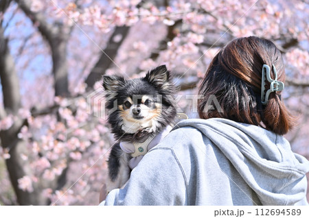 爽やかな春の日 満開の桜並木で愛犬とお花見する若い女性 ロングコートチワワ お花見 爽やかな春の日 満開の桜並木で愛犬とお花見する若い女性 ロングコートチワワ お花見 112694589