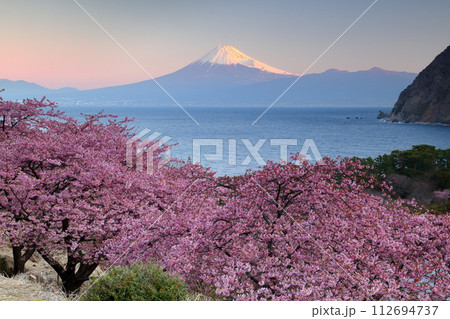 静岡県沼津市井田　斜面の満開の早咲き河津桜と駿河湾越しの朝焼けの冠雪した紅富士の景色 112694737