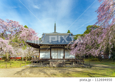 京都醍醐寺 清瀧宮拝殿の春景色  112694950