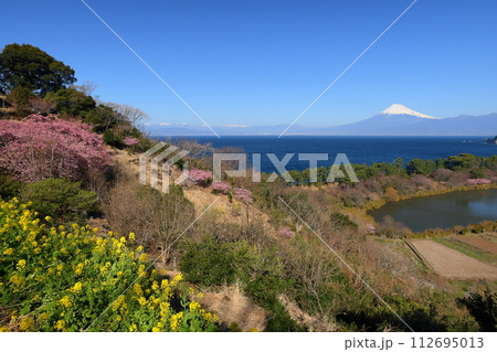 静岡県沼津市井田 斜面の満開の早咲き河津桜や菜の花畑と駿河湾越しの冠雪した富士山の景色 静岡県沼津市井田 斜面の満開の早咲き河津桜や菜の花畑と駿河湾越しの冠雪した富士山の景色 112695013