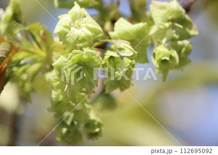 珍しい桜の品種で薄緑色の楊貴妃ー弐 珍しい桜の品種で薄緑色の楊貴妃ー弐 112695092