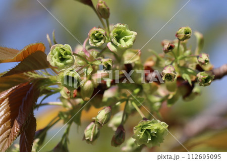 珍しい桜の品種で薄緑色の楊貴妃ー参 112695095