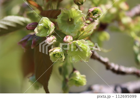 珍しい桜の品種で薄緑色の楊貴妃ー五 珍しい桜の品種で薄緑色の楊貴妃ー五 112695099