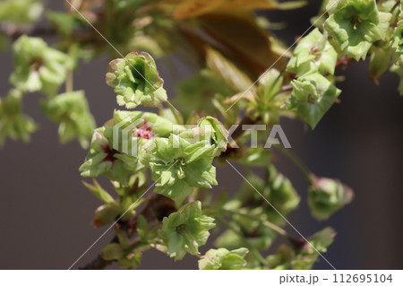 珍しい桜の品種で薄緑色の楊貴妃ー八 珍しい桜の品種で薄緑色の楊貴妃ー八 112695104