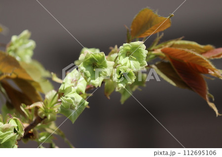 珍しい桜の品種で薄緑色の楊貴妃ー九 112695106