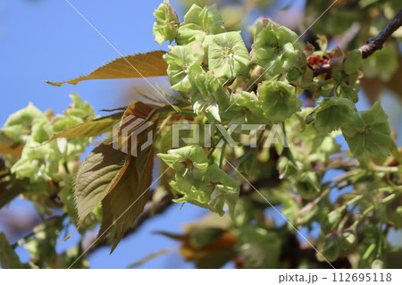 萌黄色が印象的なサトザクラー参 萌黄色が印象的なサトザクラー参 112695118