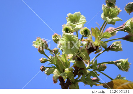 珍しい桜の品種で薄緑色の楊貴妃 珍しい桜の品種で薄緑色の楊貴妃 112695121