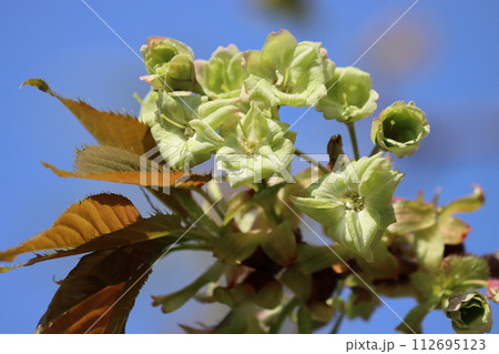 萌黄色が印象的なサトザクラー四 萌黄色が印象的なサトザクラー四 112695123