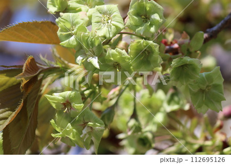 萌黄色が印象的なサトザクラー五 112695126