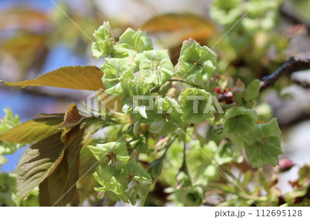 萌黄色が印象的なサトザクラー六 萌黄色が印象的なサトザクラー六 112695128