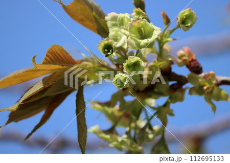 萌黄色が印象的なサトザクラー九 萌黄色が印象的なサトザクラー九 112695133