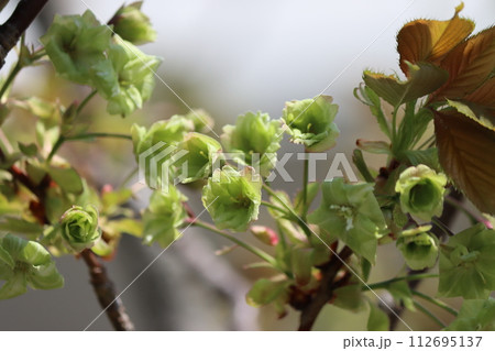 花の美しさが際立つサトザクラ 花の美しさが際立つサトザクラ 112695137