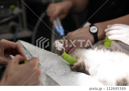 In the operating room the veterinary anesthetist connects the cat to the anesthesia machine The cat sleeps on the surgical table while the veterinarian operating team prepares to begin the operation. 112695389