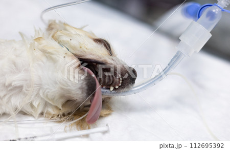 A white dog lies in anesthesia on its side on the operating table in surgery. A dog with a tracheal tube is sleeping under anesthesia, ready to start the operation. The concept of an intubated dog. A white dog lies in anesthesia on its side on the operating table in surgery. A dog with a tracheal tube is sleeping under anesthesia, ready to start the operation. The concept of an intubated dog. 112695392