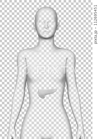 人類胰臟女性3D模型 112695451