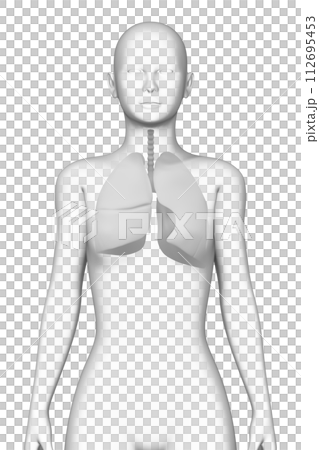 人類肺，女性，3D模型 112695453