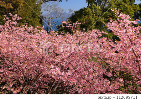静岡県沼津市西浦江梨 大瀬崎近くの駿河湾を望む来ル海の河津桜 静岡県沼津市西浦江梨 大瀬崎近くの駿河湾を望む来ル海の河津桜 112695711