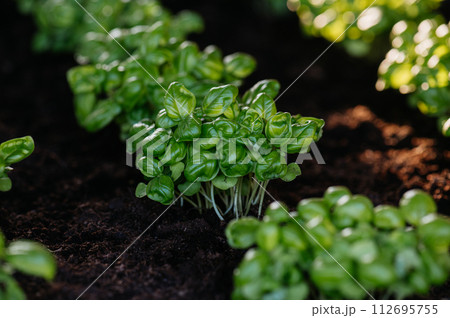 Young sprouts of basil in a raised bed. Young plants of great basil. 112695755