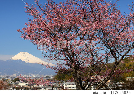 静岡県伊豆の国市韮山　公園の河津桜越しの雪化粧した富士山の景色 112695829