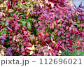 紅葉した葉 112696021
