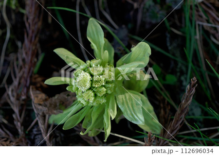 キク科の多年草フキ　早春の花茎 112696034