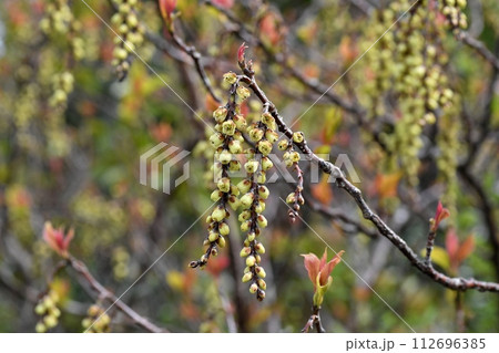 キブシの花 キブシの花 112696385