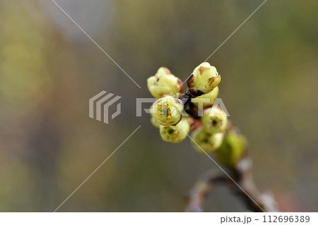 キブシの花 キブシの花 112696389