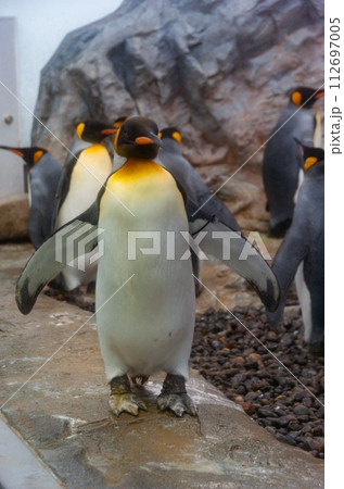 ペンギンが気持ちよさそうに歩く ペンギンが気持ちよさそうに歩く 112697005