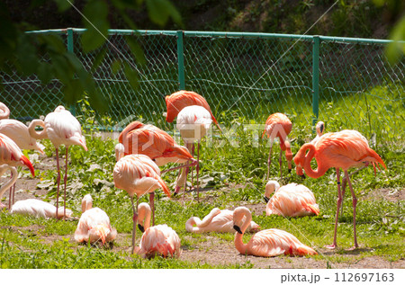 フラミンゴの群れ 112697163