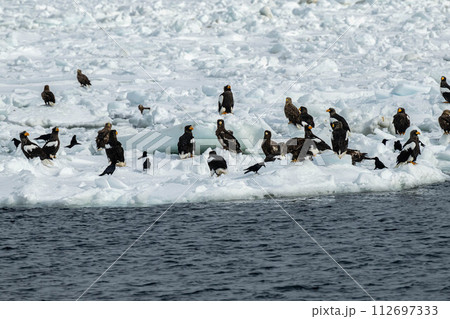 流氷の上に乗るオジロワシとオオワシ 112697333