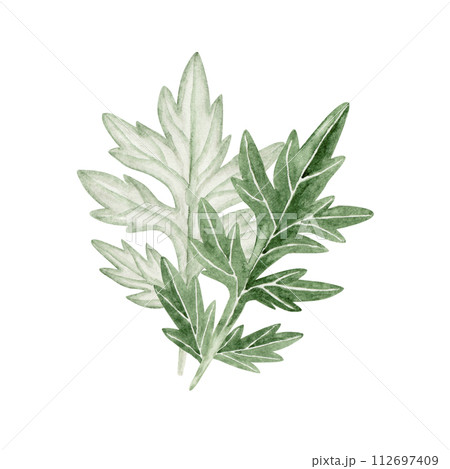よもぎの水彩イラスト 春の植物 よもぎの水彩イラスト 春の植物 112697409