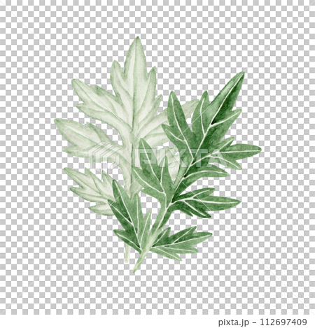 よもぎの水彩イラスト 春の植物 よもぎの水彩イラスト 春の植物 112697409