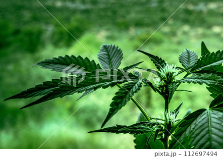 Cannabis plant with green leaves and white flowers. Organic marijuana 112697494