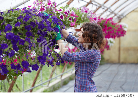 happy female nursery worker trimming plants in greenhouse happy female nursery worker trimming plants in greenhouse 112697507
