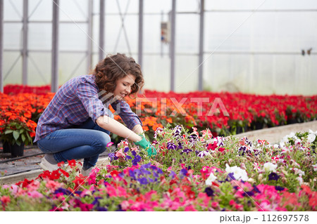 happy female nursery worker trimming plants in greenhouse 112697578