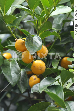 自然　植物　リュウキュウガキ、秋から翌年の春頃まで木に残り続ける果実。有毒です 112697640