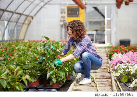 happy female nursery worker trimming plants in greenhouse happy female nursery worker trimming plants in greenhouse 112697665