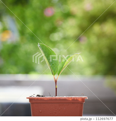 Macro of small sprout with first leaves growing in little flower pot over green background in blur. 112697677