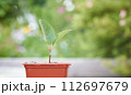 Macro of small sprout with first leaves growing in little flower pot over green background in blur. 112697679