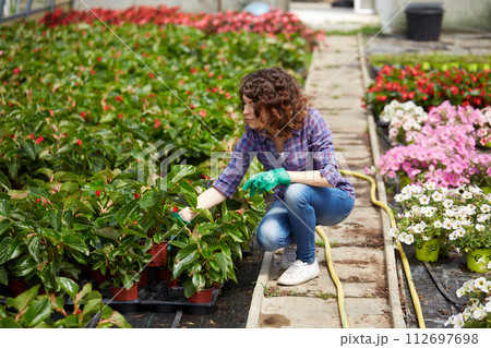 happy female nursery worker trimming plants in greenhouse happy female nursery worker trimming plants in greenhouse 112697698