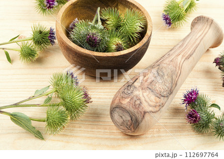 Medicinal plant burdock Arctium 112697764