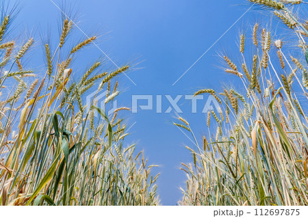 Close up of full grown barley in the barley field Close up of full grown barley in the barley field 112697875
