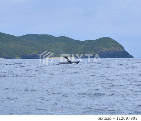 ホエールウォッチング ブリーチ ホエールウォッチング ブリーチ 112697908