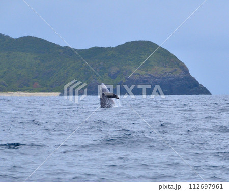 ホエールウォッチング　ブリーチ 112697961